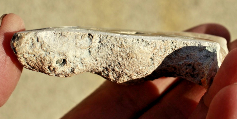 Polished Tampa Bay Fossil Coral Half • 3.0" Long/2.0 oz.