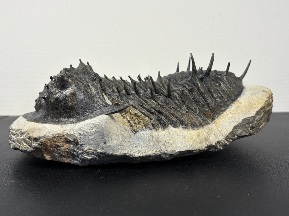 trilobite