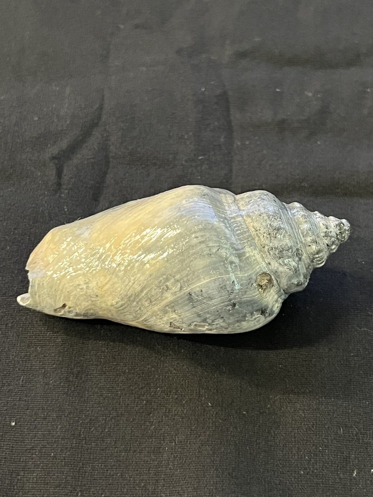 RARE Fossilized FIGHTING CONCH, Pliocene Era.