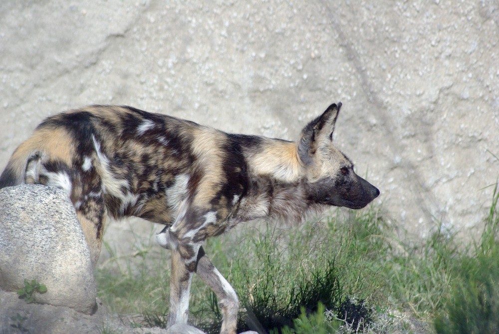 Painted Dog Taxidermy Reference Photo Cd