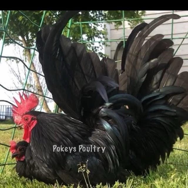 Japanese Bantam Assortment Hatching Eggs