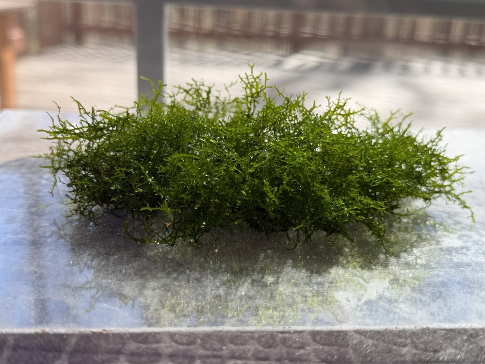 Coral Moss aka Mini pellia clump .