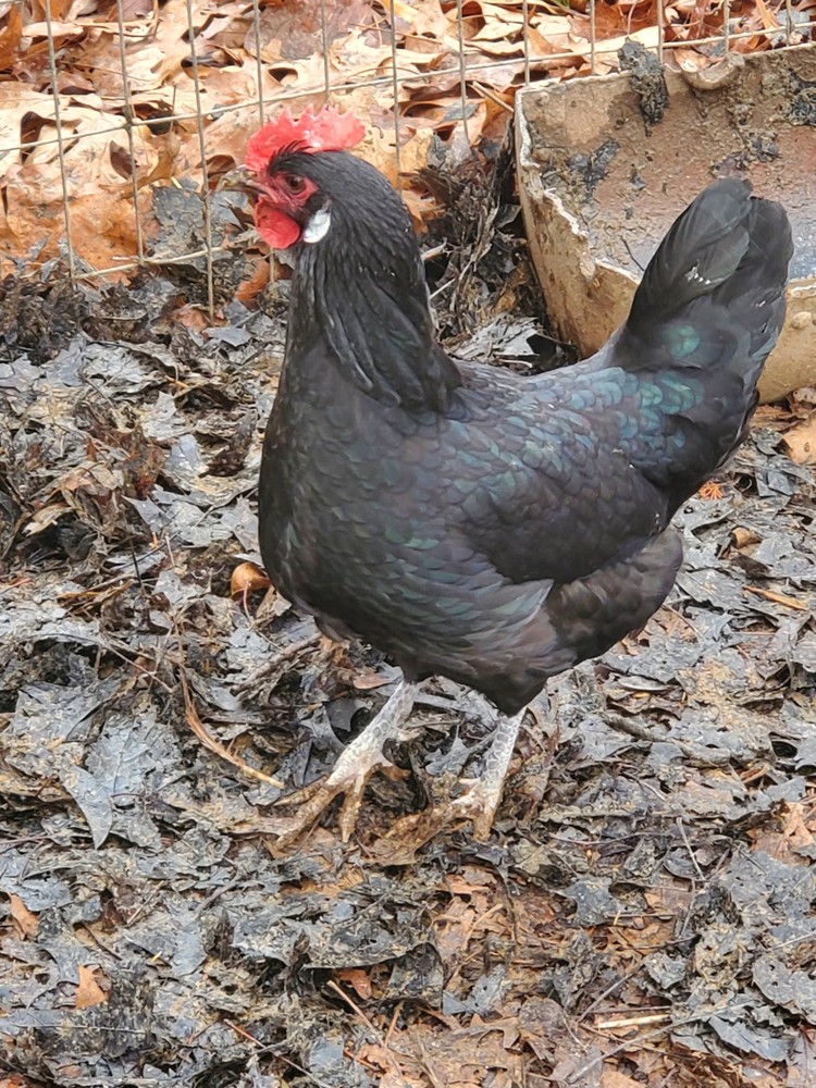 6 Dominique And 6 Black Penedesenca Hatching Eggs