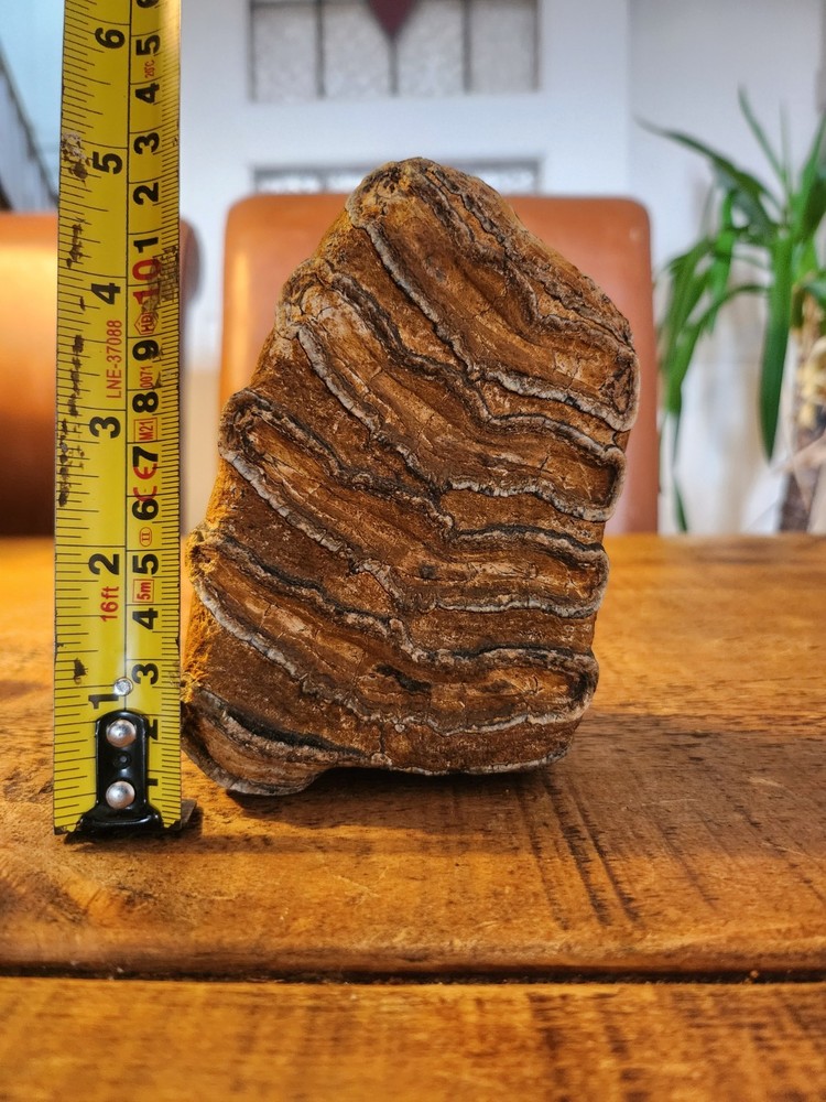 Fossilised tooth found in Happisbugh