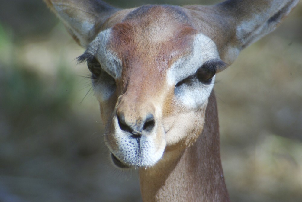 Gerenuk Taxidermy Reference Photo Cd