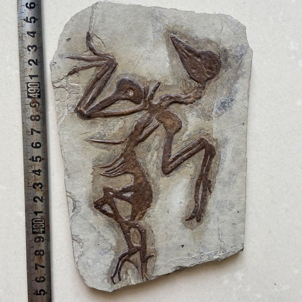 Unique and authentic paleontological fossil A66