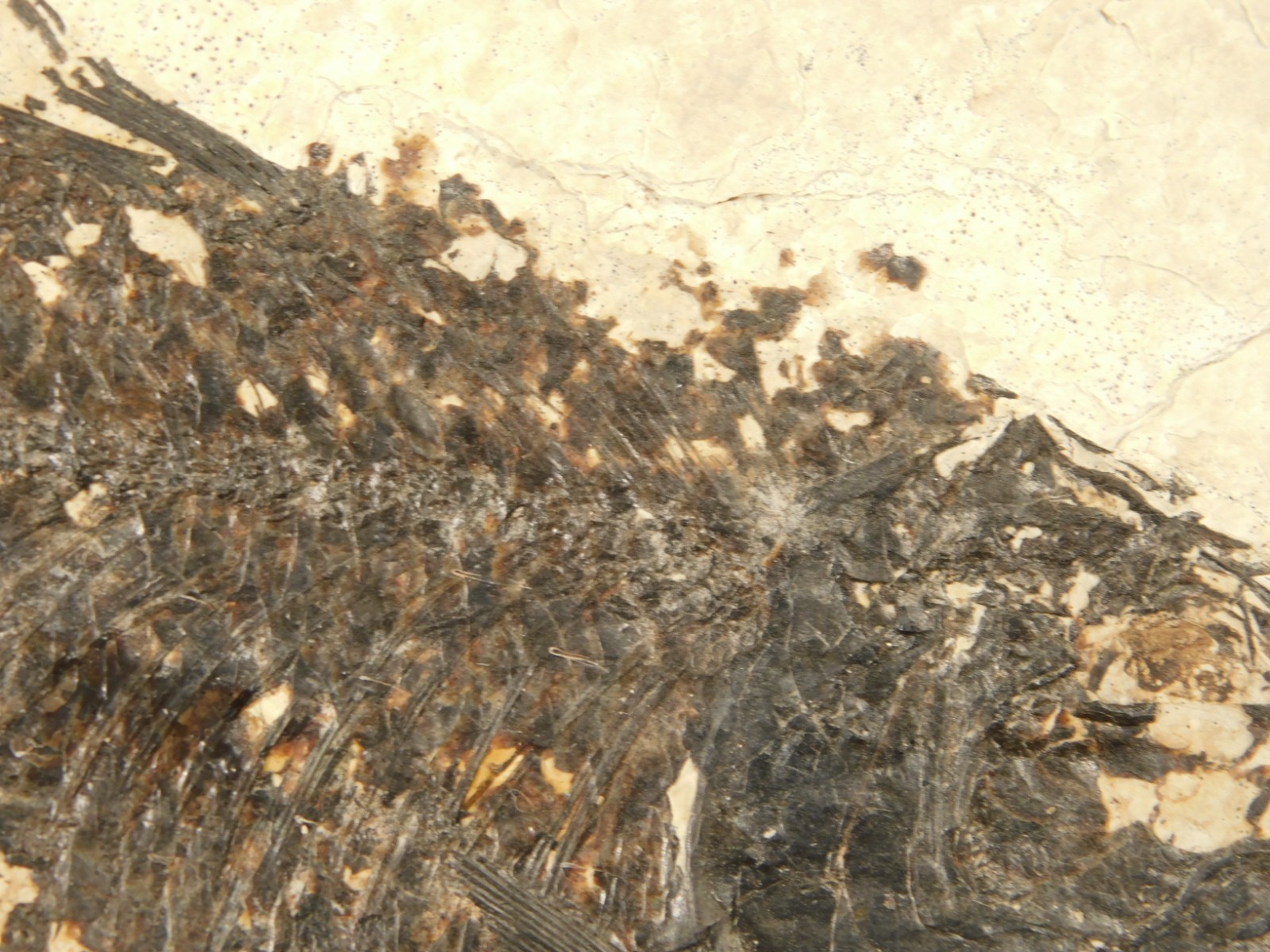 Larger! 50 Million Year Old Knightia FISH Fossil on Big Matrix Wyoming 721gr