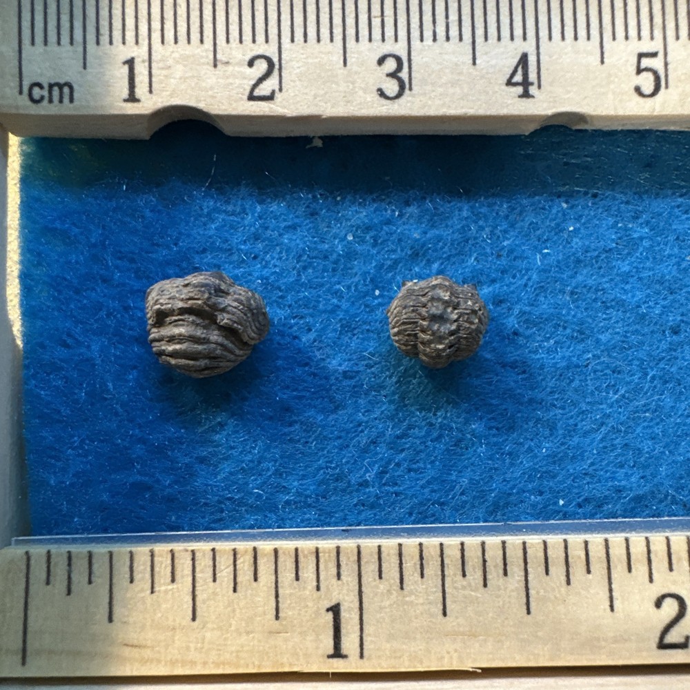 Trilobite Extinct Arthropod Two Small Fossils in Display Case