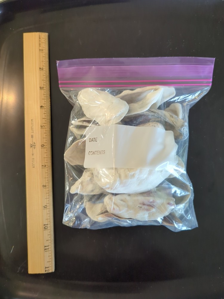 Quart size bag of Oyster shells