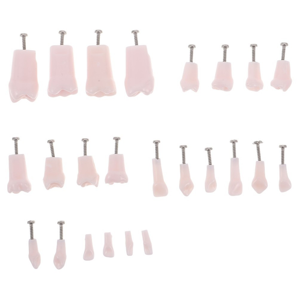 24 Pcs Artificial Teeth Dental Teaching Supplies Removable Typodont Model
