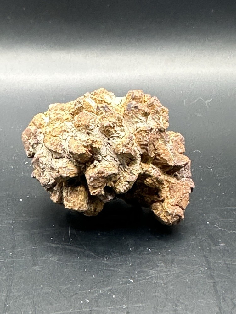 Dinosaur Coprolite -Fossilized- Genuine