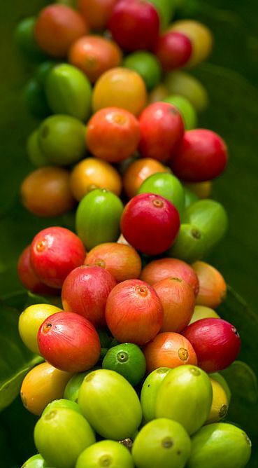 5 lbs of AUTHENTIC Kona Extra Fancy Coffee - Free Shipping!