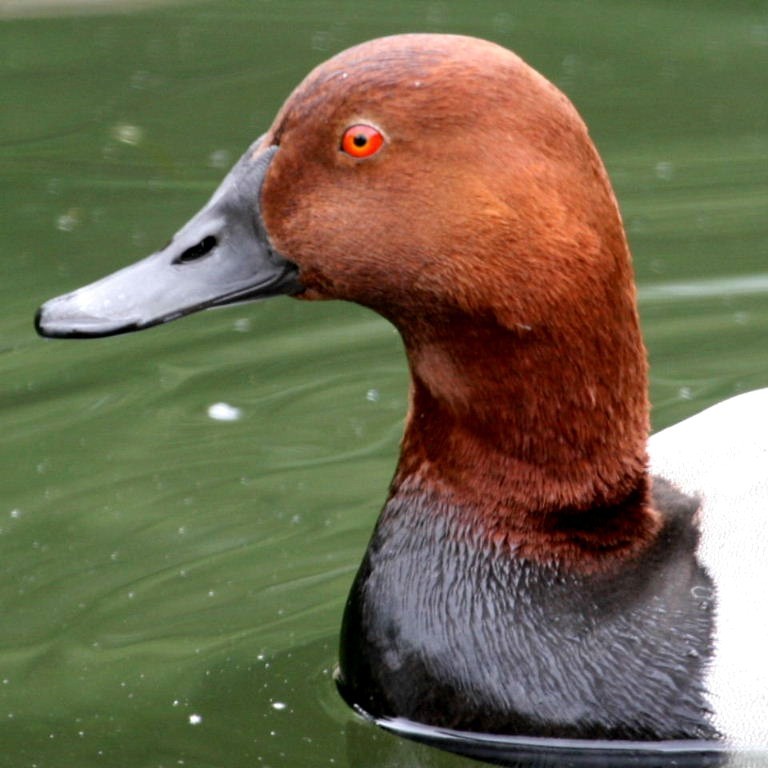 5 pair of New Concept Glass Tri-Color Eyes for Taxidermy and Decoy Making.