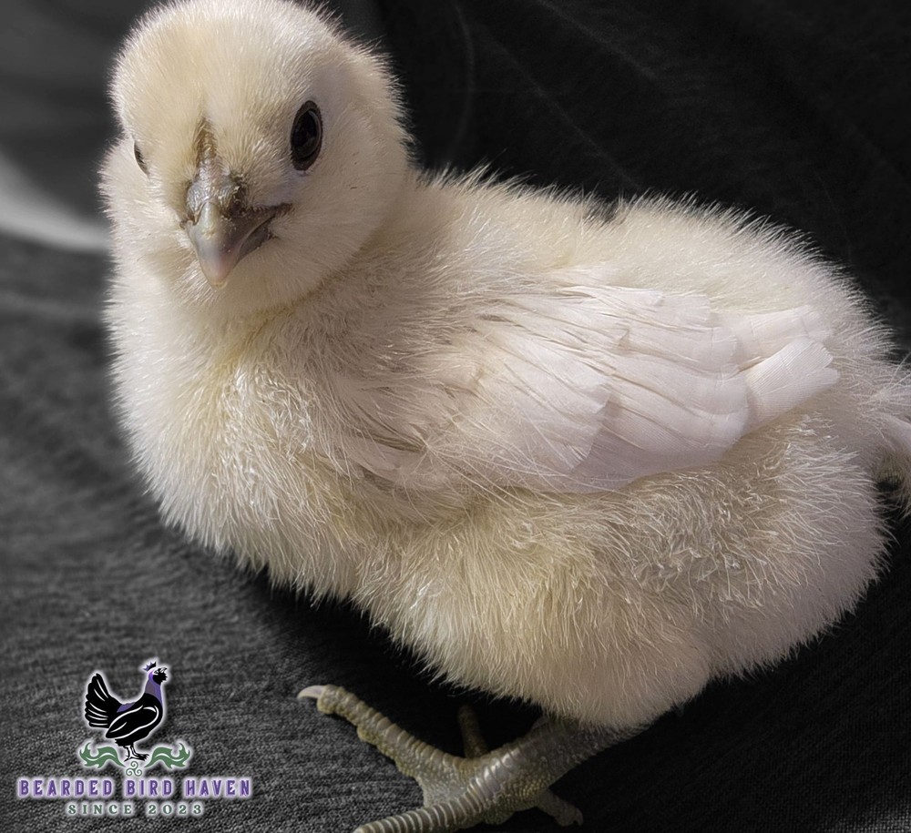 Easter Egger Hatching Eggs X6 (NPIP Certified: AI/PT Clean) + EXTRA