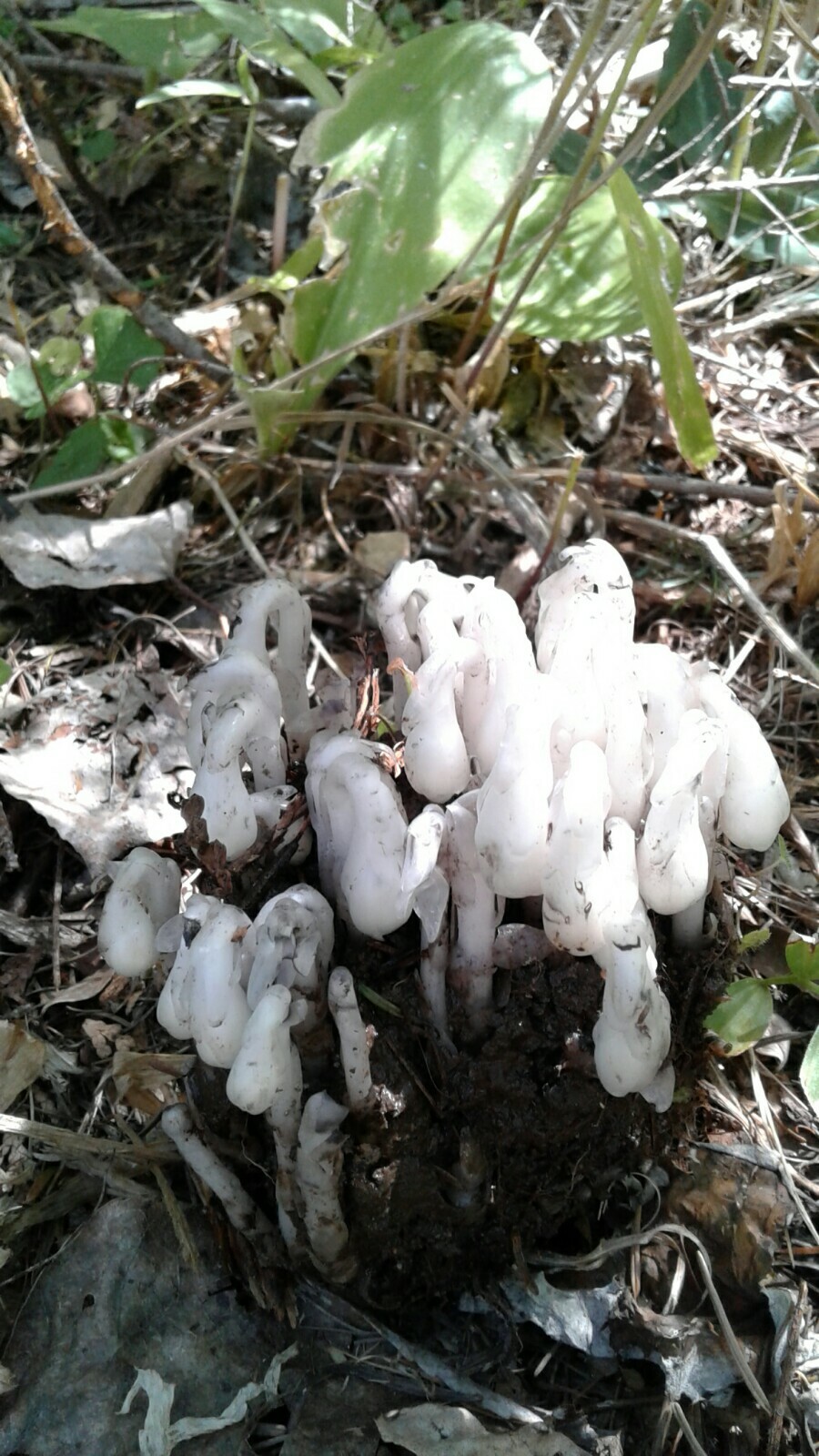 Indian Pipe Ghost Plant Tincture with Flower In Bottle 15 ml Drops monotropa 