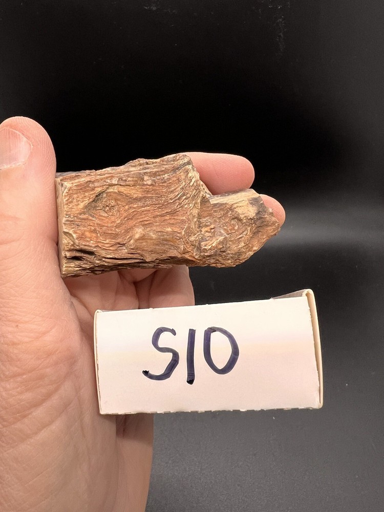 Petrified wood tree limb location unknown