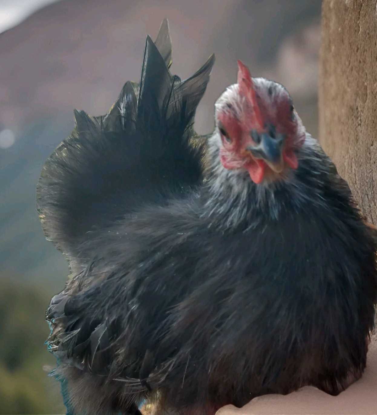 12+Ex NPIP AI CLEAN Pure Serama Micro To B Hatching Eggs MALAYSIAN & TRADITIONAL