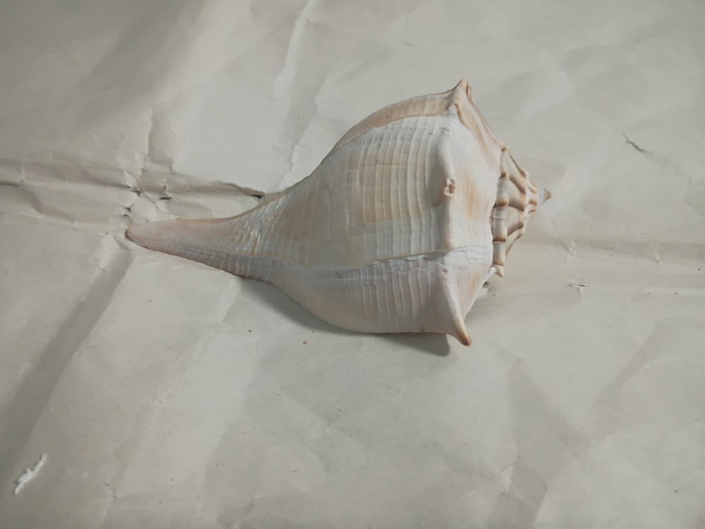 Lightning Whelk Shell