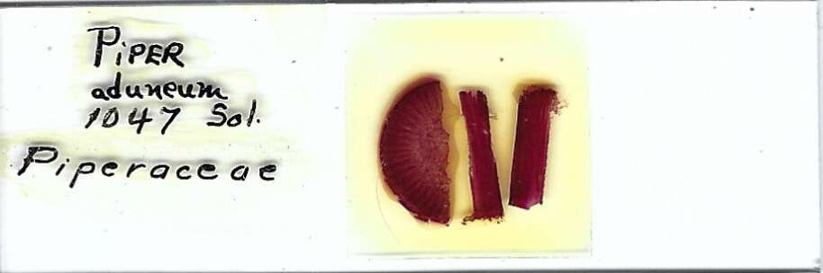 Piper aduneum Microscope Slide