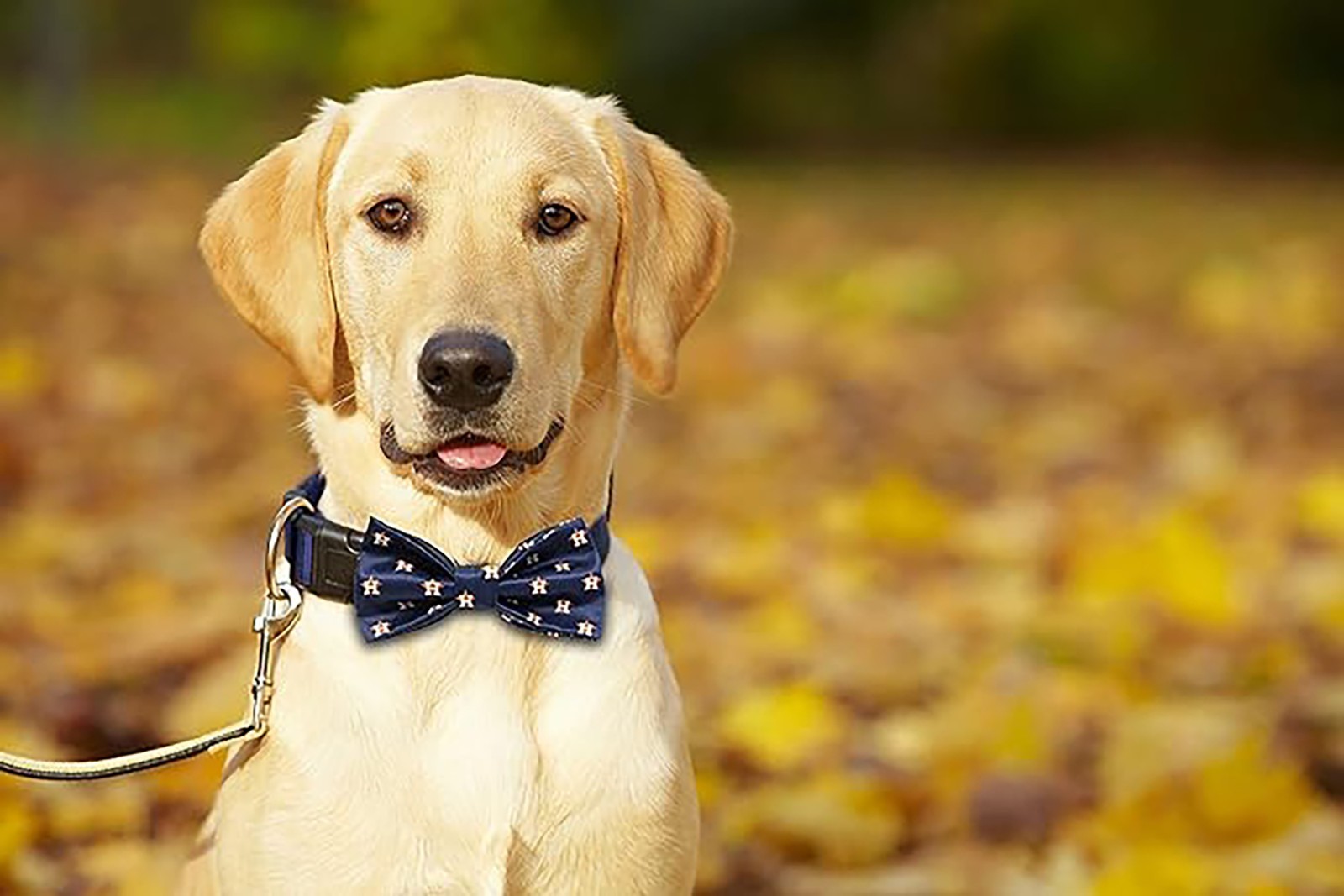 Pets First MLB Dog Collar with Removable Bow Tie - Adjustable Pet Collar