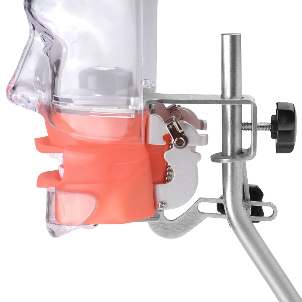 Dental Phantom Head Model&Replacement Manikin Teeth Silicone Model for Desk CE