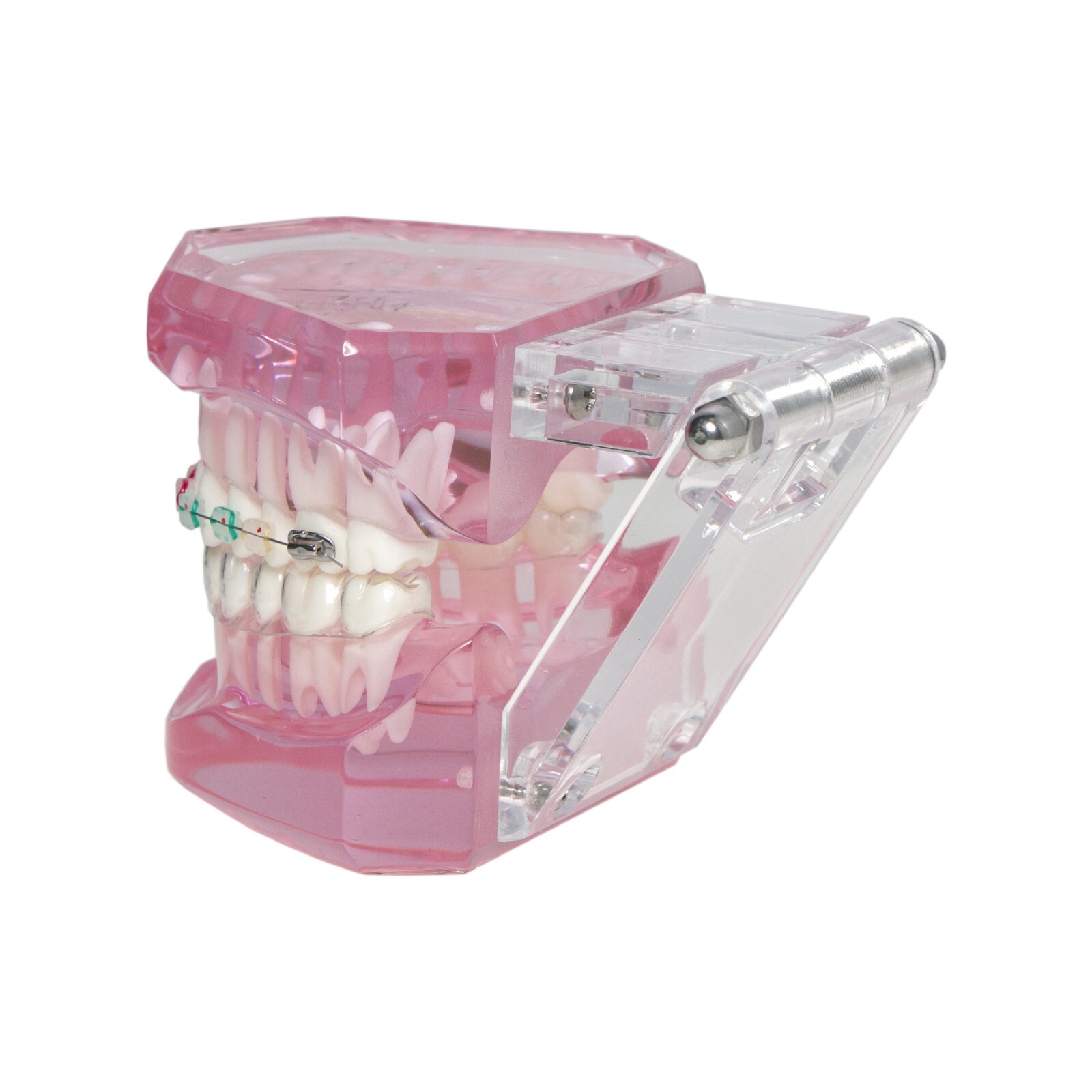 Dental Ortho Teeth Model With Metal Ceramic Brackets Lingual Braces Tube Teach