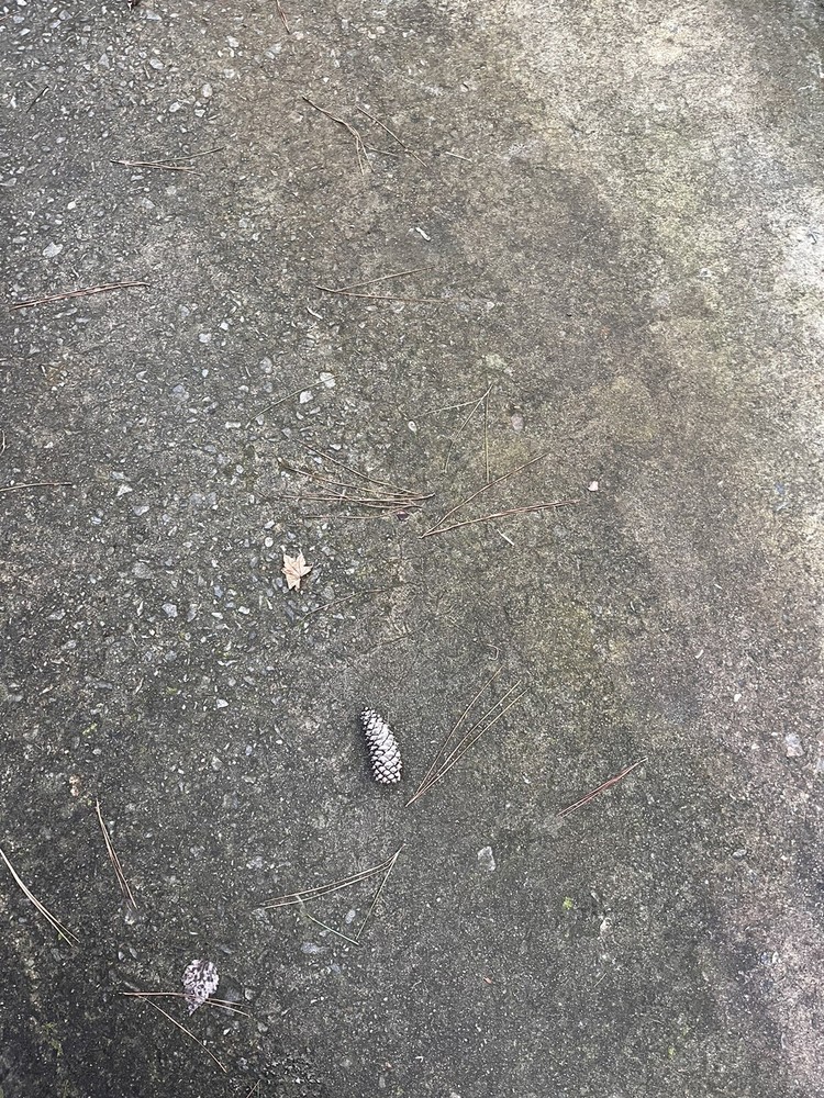 literally just a pinecone