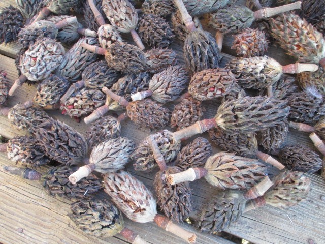 100 Southern Magnolia Seed Pods Cones