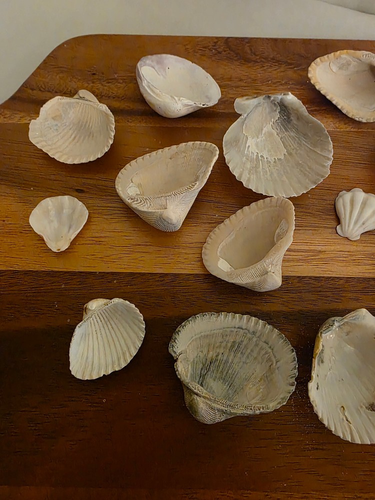 Ocean Seashell Lot - Estate Find
