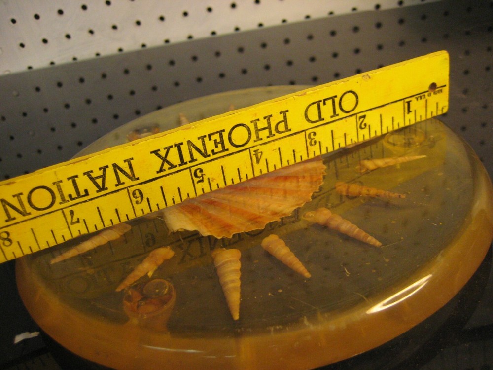Beach Theme Cast Resin Hot Plate Trivet with Embedded Shells