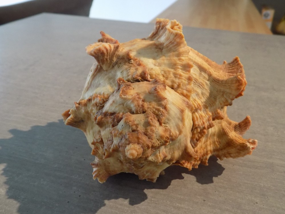 Shell: NEW MURICIDAE HEXAPLEX DUPLEX 155mm SENEGAL