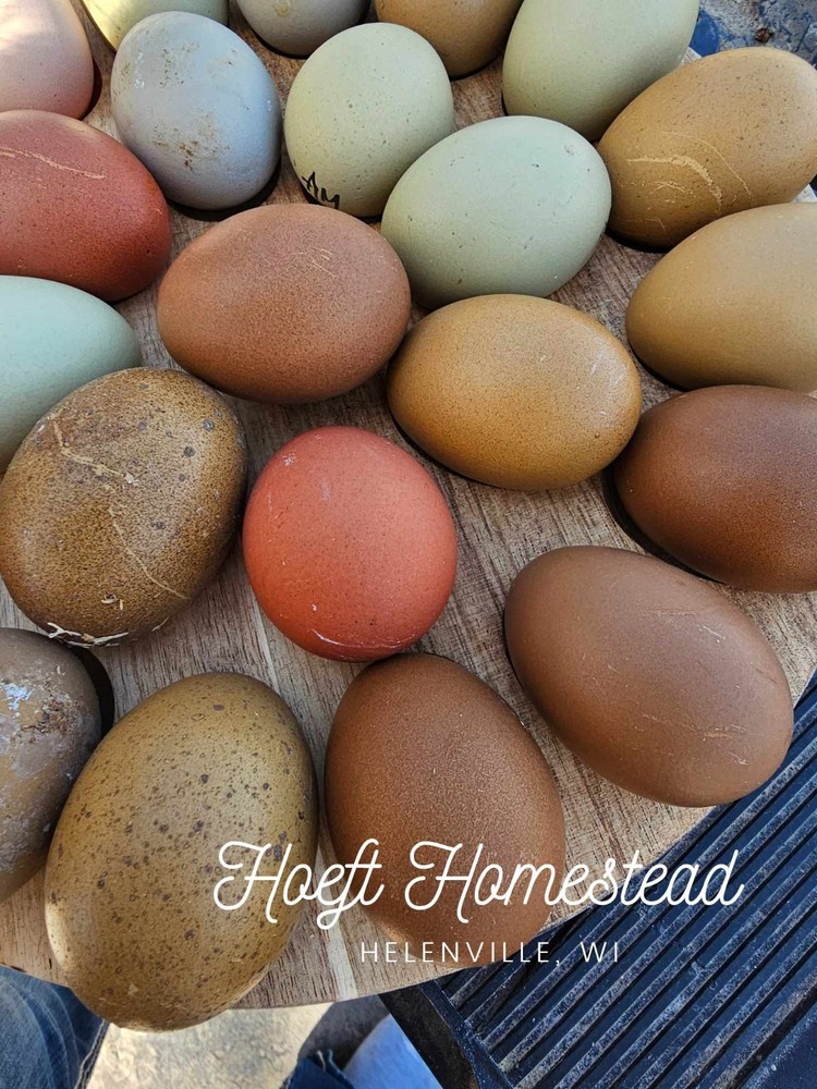 12+ Rainbow Egg Mix – Color-Packed Hatching Eggs