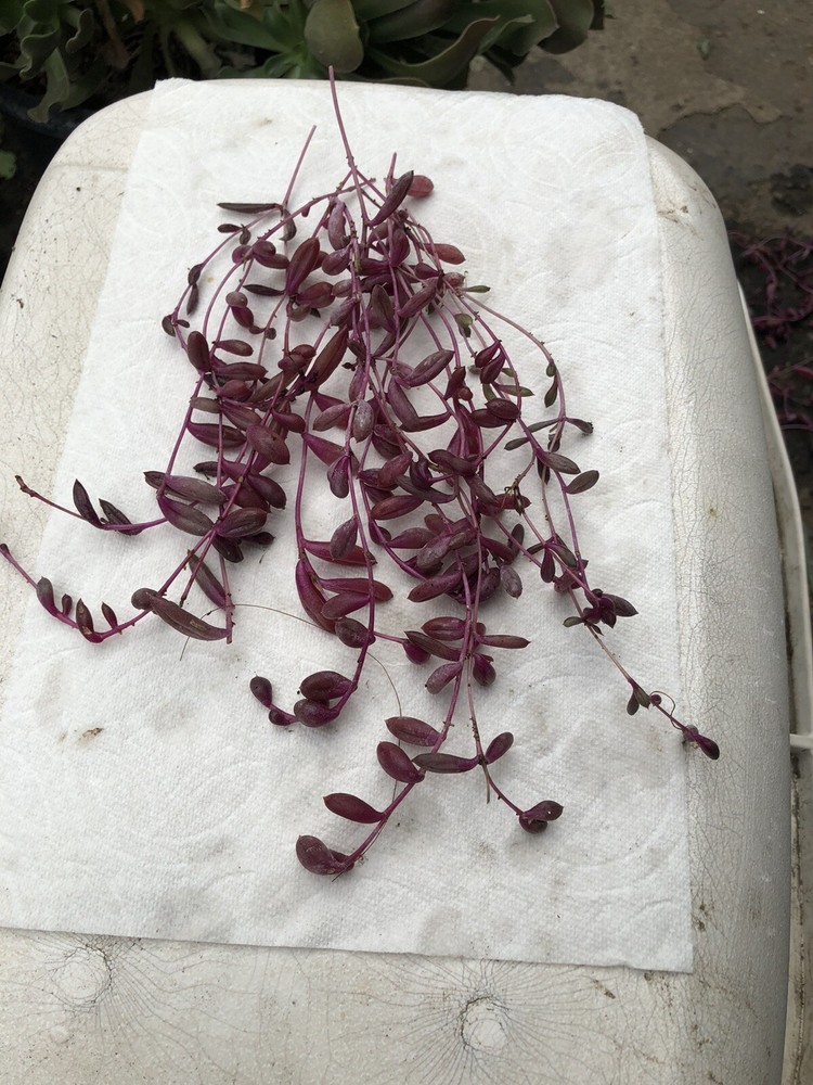 10 Cutting Succulents Ruby Necklace 8”+ ,2-3tip For Each