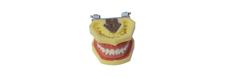 Teeth Model for Education Model Teach Model Lab Supply Study Nurse Training Disp