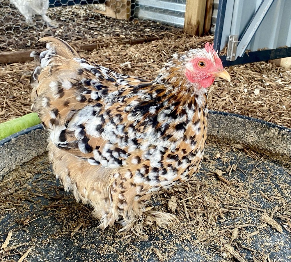 Bantam Cochin Hatching Eggs 6++ PLEASE READ THE DESCRIPTION