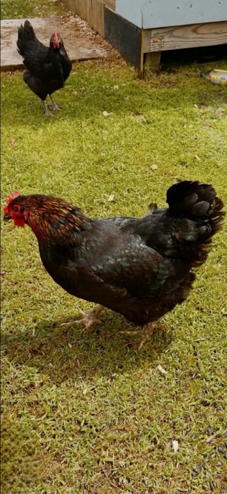 12+ Barnyard Mix Hatching Eggs - Silkie Polish Cochin Easter Egger - FRESH!