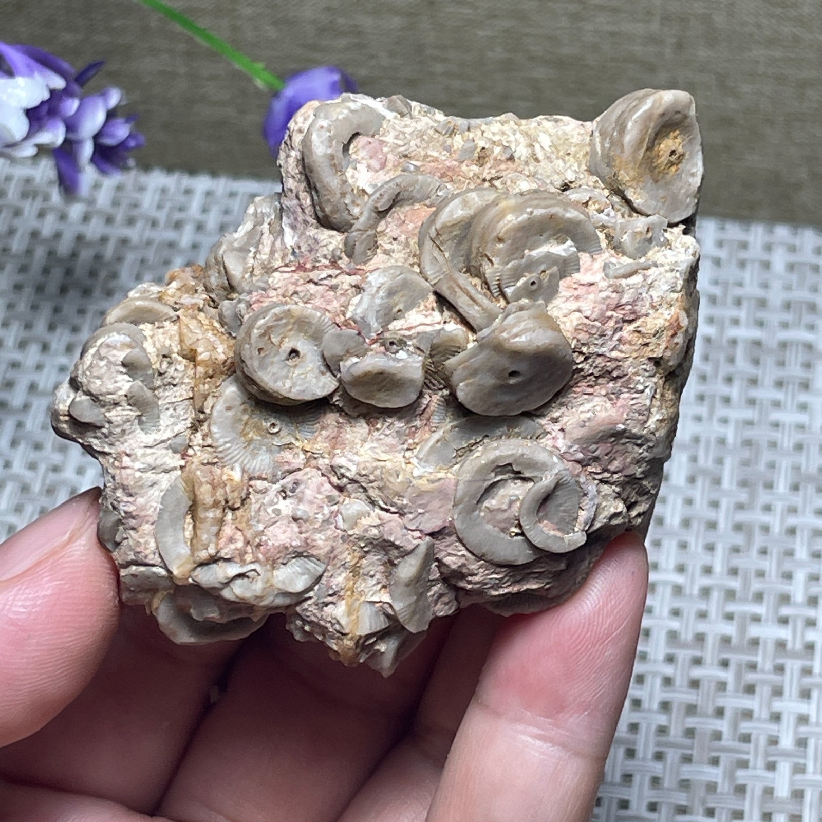 Natural sea lily stem crystal Madagascar - viewing specimen 107g A2