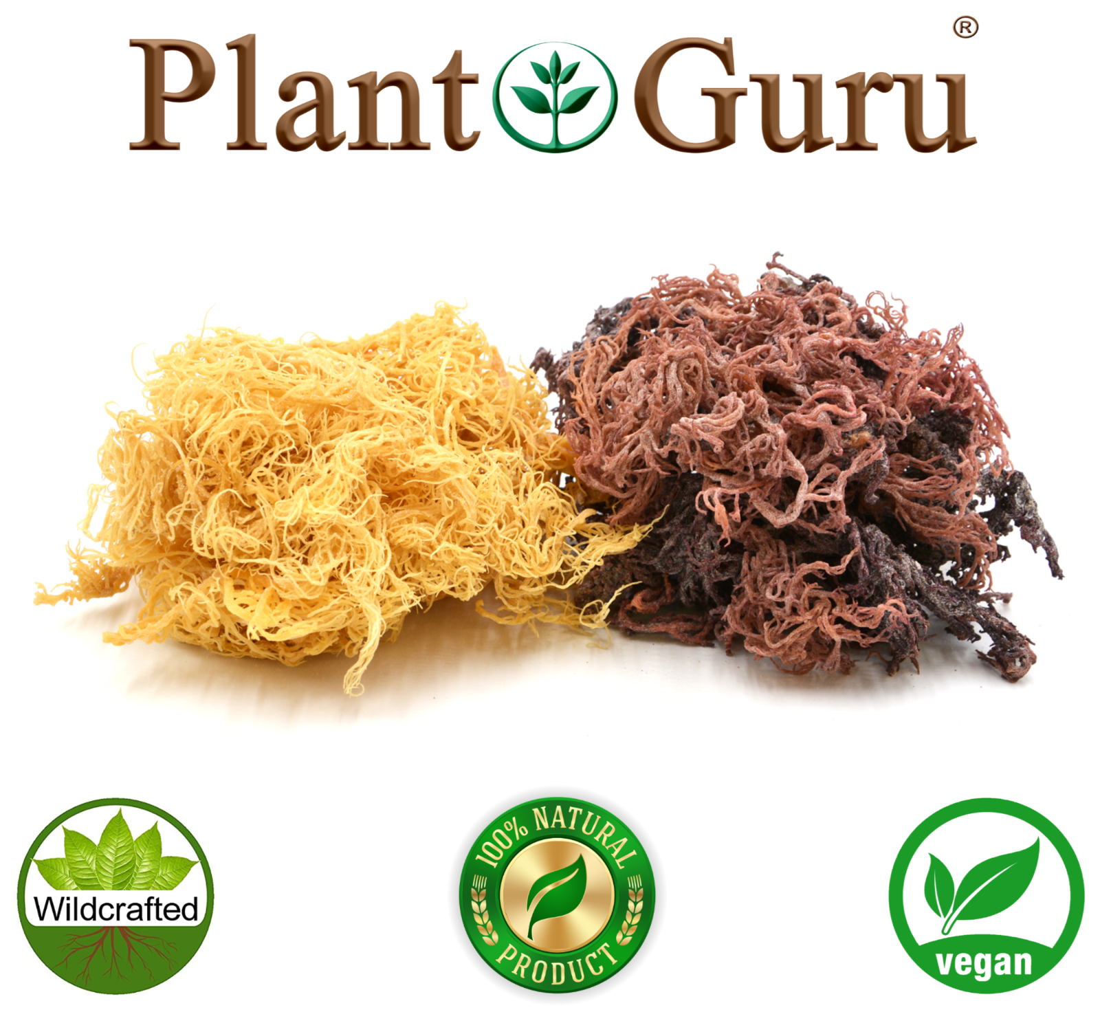 Gold Sea Moss St Lucia / Dr Sebi Irish Moss Wildcrafted 100% Pure Raw