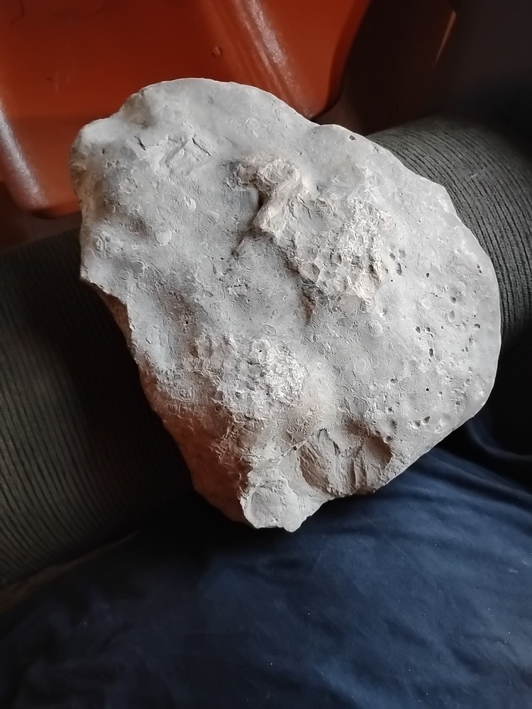 DEFINITELY A DINO BONE... DON'T KNOW WHICH ONE YET.. PLEASE HELP ME IDENTIFY IT.