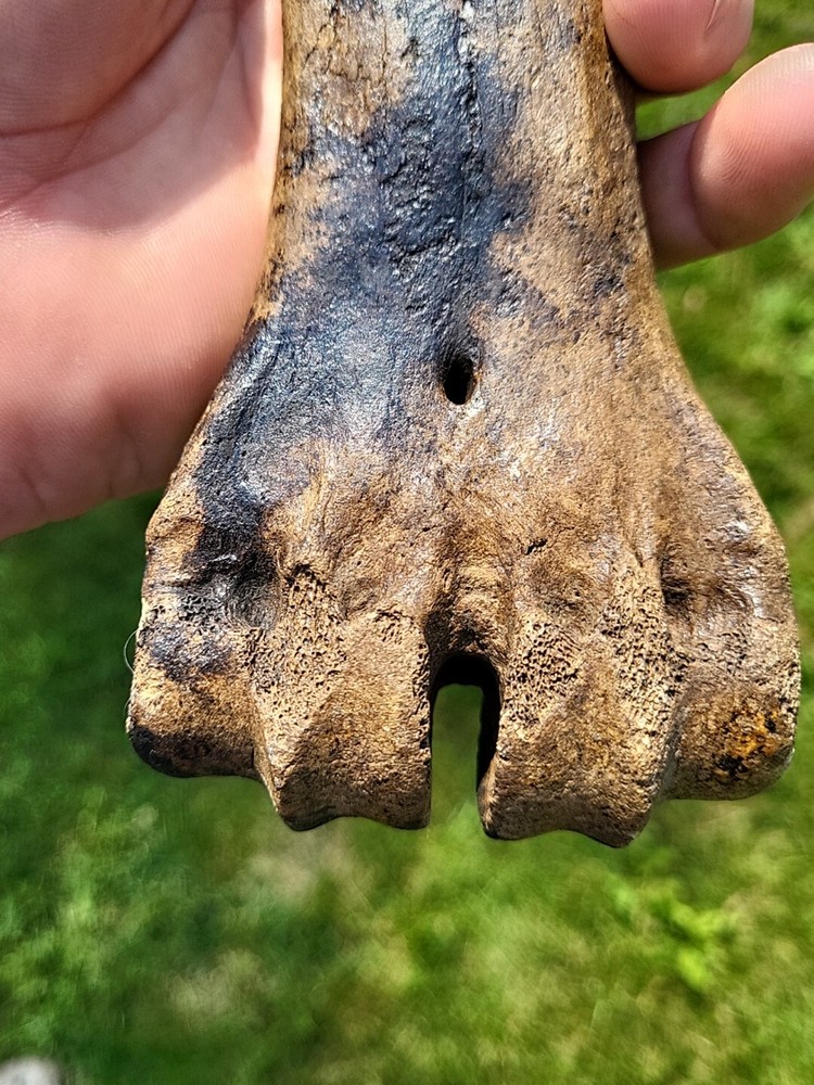 Bison metacarpal Historic bison foot bone