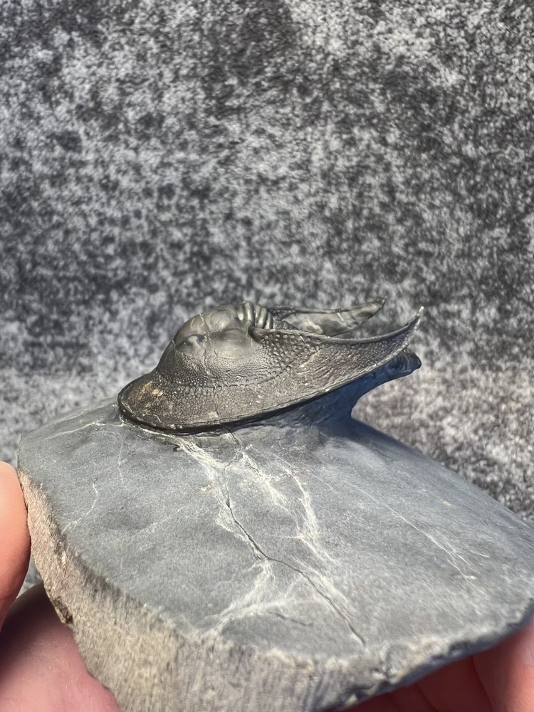 Harpes aff. perradiatus Trilobite Fossil – Collector Specimen