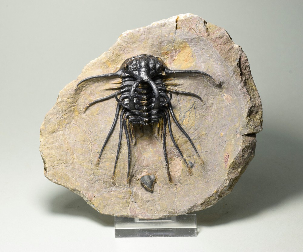 Beautiful spiny trilobite – Dicranurus monstrosus