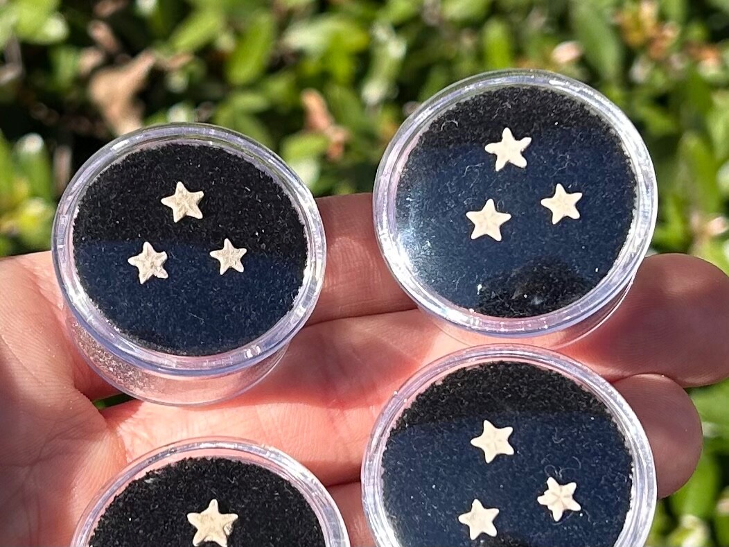 Utah Fossil Star Crinoids in Case ONE PER PURCHASE Pentacrinus Jurassic Age