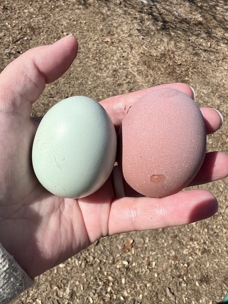 12 Fertile Rainbow Olive Egger/ Marans Hatching Eggs. Multigen. Blooms/speckles