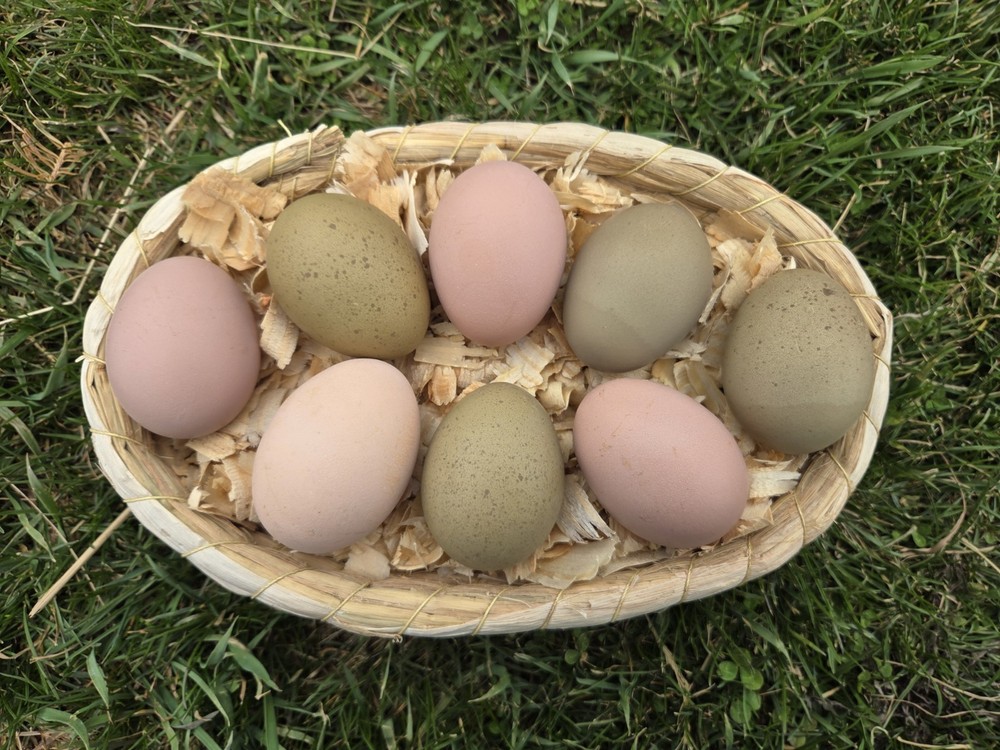 GORGEOUS PINK & OLIVE/MOSS GALAXY pattern! Hatching Eggs. Fresh & Fertile