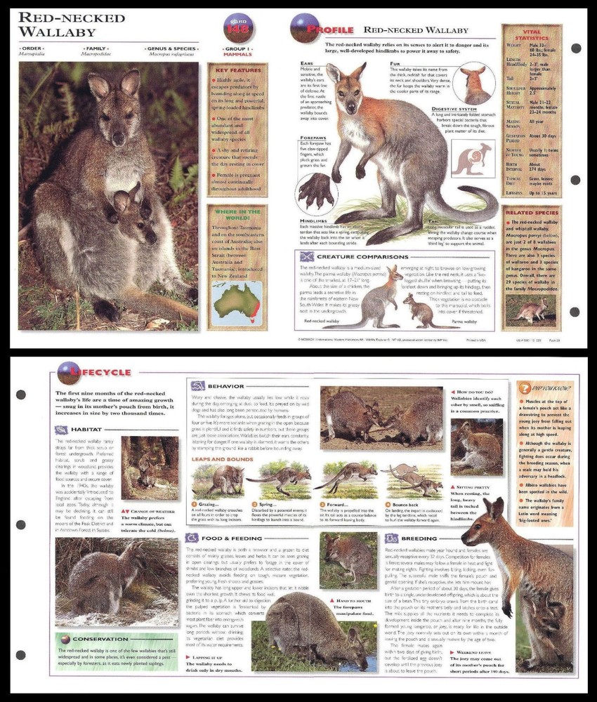 Fold-Out Sheet - Red-Necked Wallaby - 148