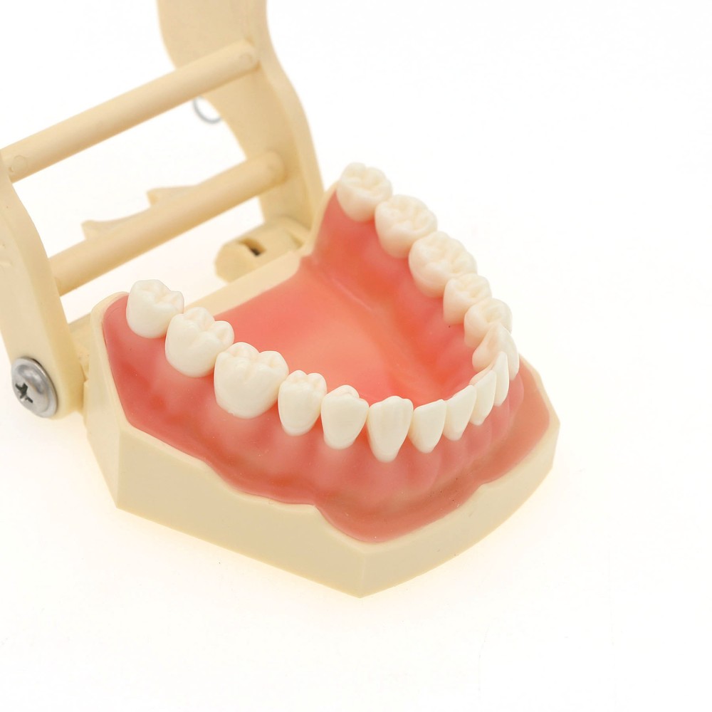 Frasaco AG3 Typodont Model Dental 32PCS Teeth Replacement Restorative Training