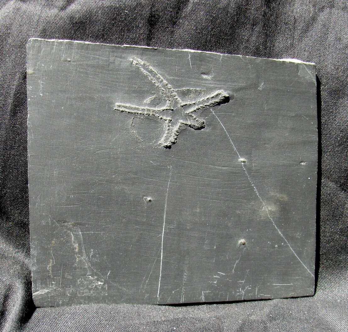 VERY DETAILED, FIVE-ARMED FURCASTER BRITTLESTAR FOSSIL - BUNDENBACH, GERMANY!