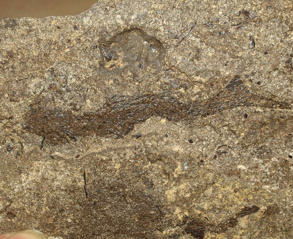 PAIR Paleozoic "Spiny sharks" -Acanthodes lopatini