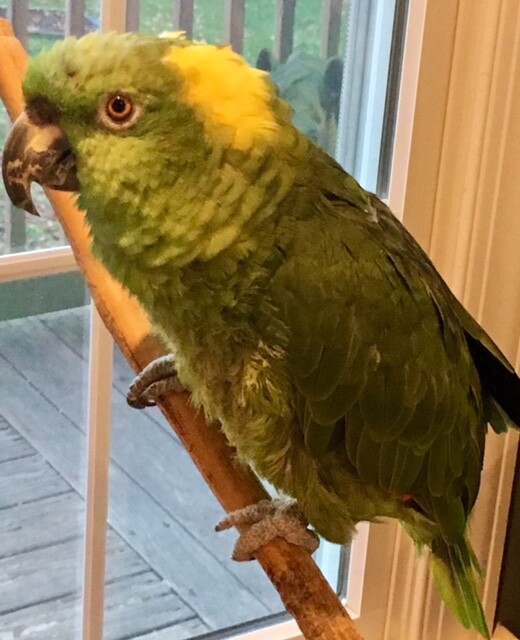 Higgins FRESH PROTEIN EGG FOOD All Birds Parrots Canary Finch Parakeet Cockatiel